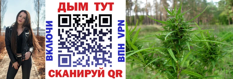 Каннабис сатива  Жиздра 